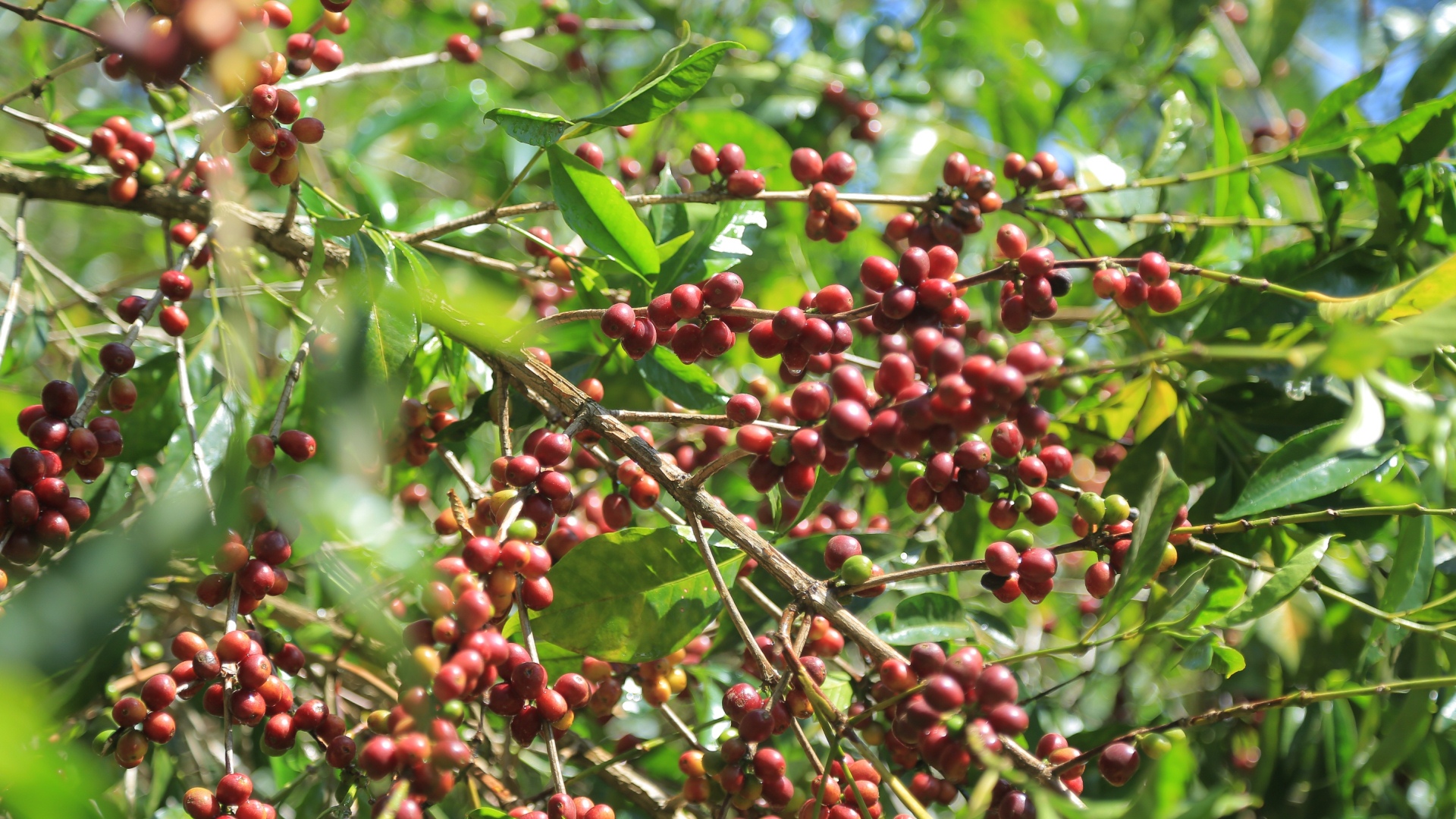 coffee